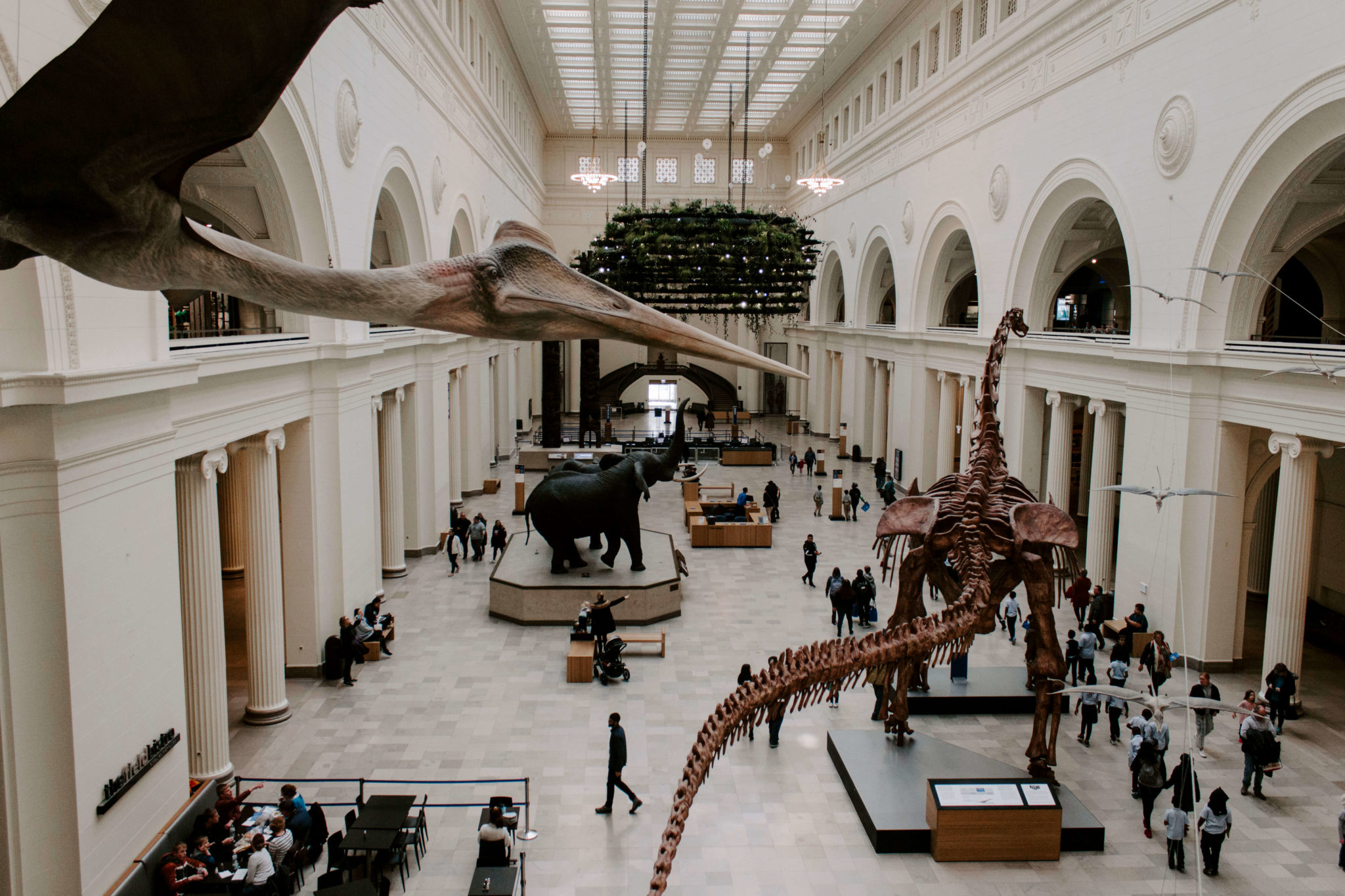 A Journey Through Time and Space – Exploring the Chicago Museum of Natural History